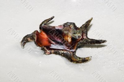 Scorpion Spider Shell Lambis scorpius