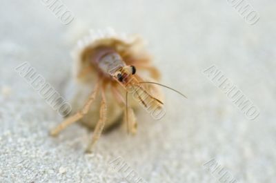 hermit crab Coenobita rugosus hermit crab Coenobita rugosus