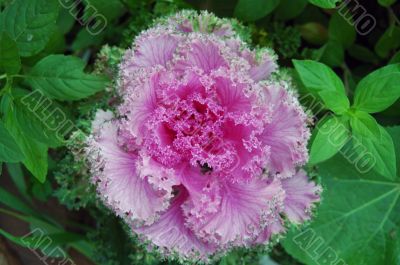 Pink flowering Cabbage Pink flowering Cabbage