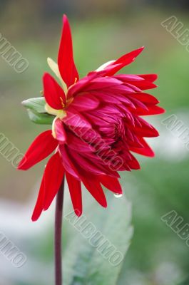 red dahlia