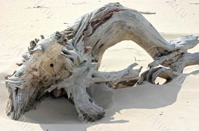 Logs and branches on the sand sea shore