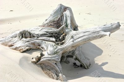 Part of the Log on the sand sea shore