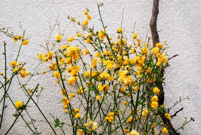 orange flowers