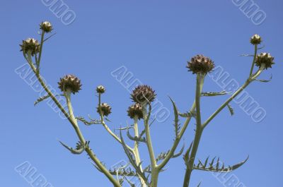 Cardoon