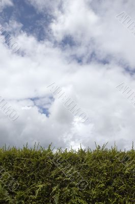 Hedge and sky