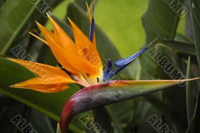 bird-of-paradise flower