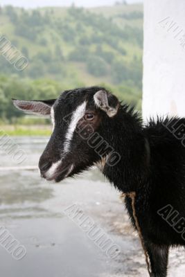 Goat portrait