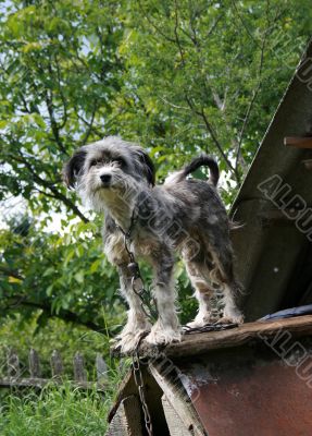 bandog in the court bandog in the court