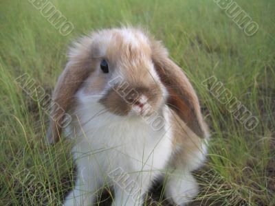 rabbit decorative rabbit decorative
