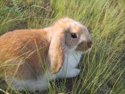 rabbit decorative