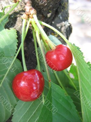 Sweet cherries