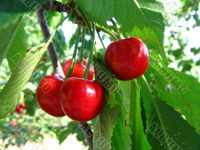 Sweet cherries
