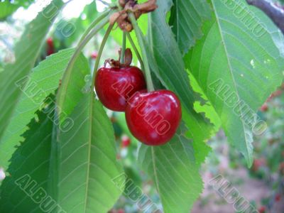 Sweet cherries