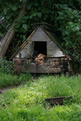 Dog house