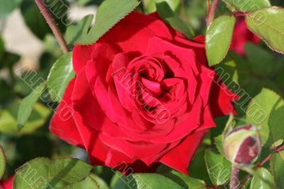 Big velvet red rose