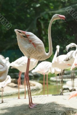 White flamingo standing
