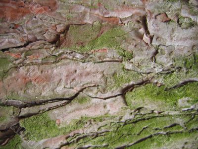 Wood texture Wood texture