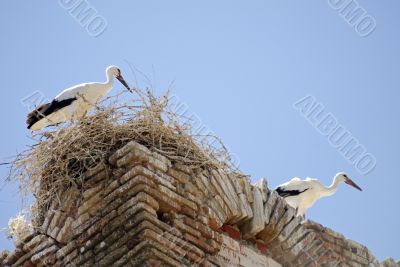 Almudevar 6 Almudevar 6