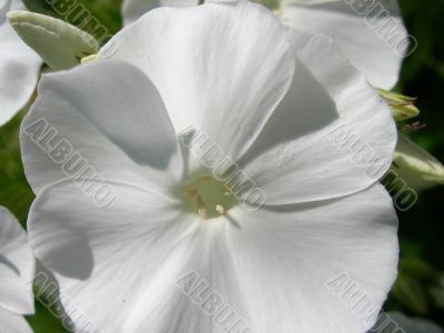 Beautiful white flowers