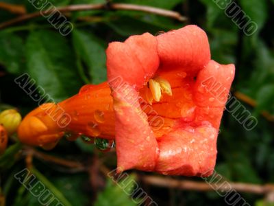 Trumpet Vine