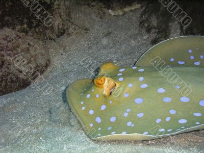  ribbontail blue spotted stingray