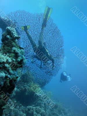 Divers behind of large horny coral