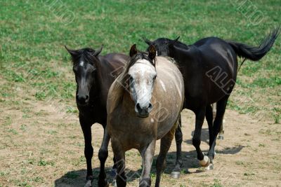 Arab Horses 10