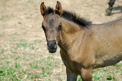 Arab Horses 11