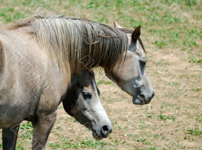 Arab Horses 12