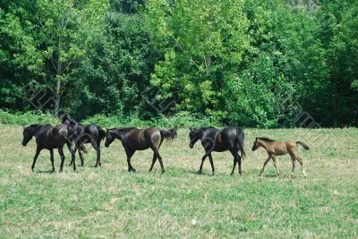 Arab Horses 13