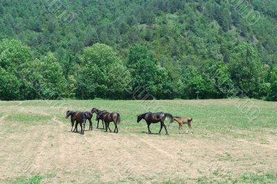 Arab Horses 5