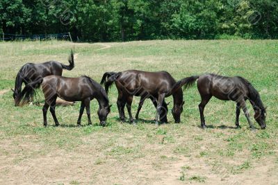 Arab Horses 6