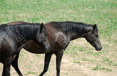 Arab Horses 8