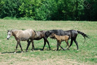 Arab Horses 9