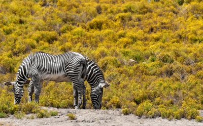 2 zebras on yellow background