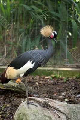 African Crowned Crane