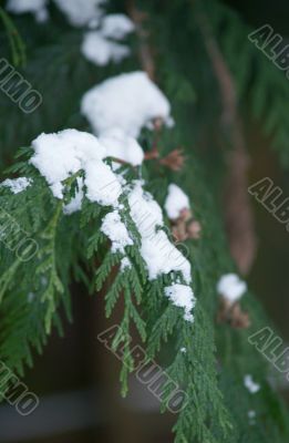 snow covered Cedar branch