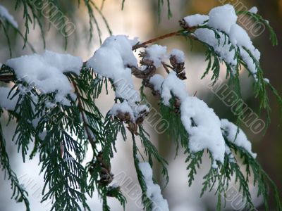 snow covered Cedar branch