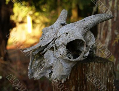 old goat skull