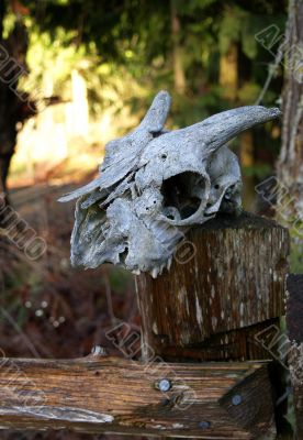 old goat skull