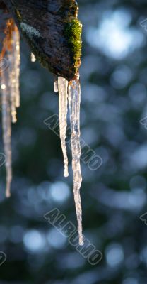 icicles