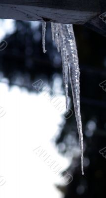 icicles