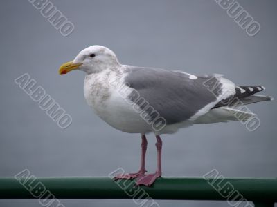 close up on a seagull close up on a seagull