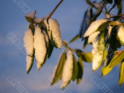 snow covered leaves