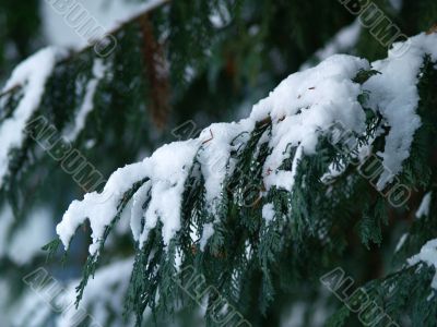 snow covered Cedar branch