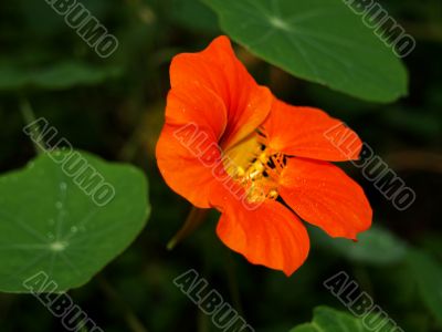 orange wildflower