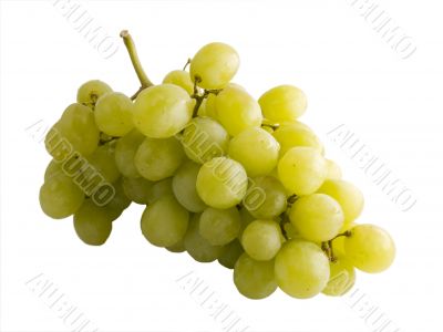 Fresh white grape vine