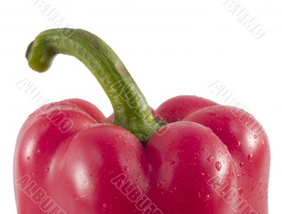 red bell pepper