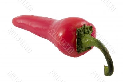 red hot chili pepper