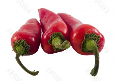 red hot chili peppers red hot chili peppers